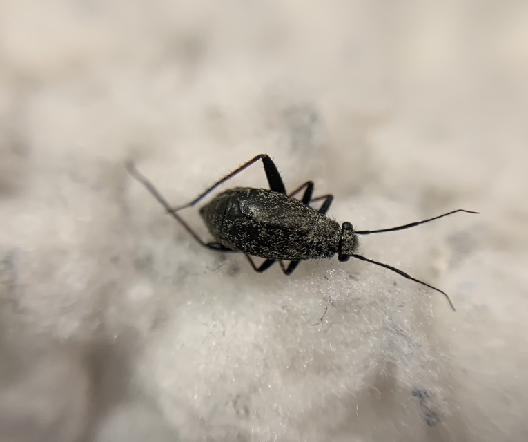 Orthocephalus saltator - szőrös ugrópoloska