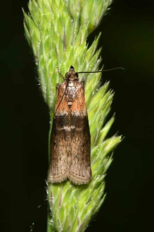 Sciota fumella - hideglápi karcsúmoly