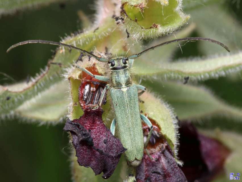 Phytoecia coerulescens - kígyósziszcincér