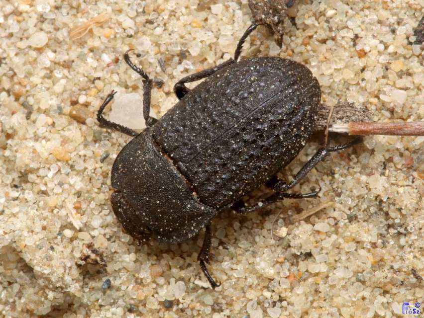 Opatrum sabulosum - sároshátú gyászbogár