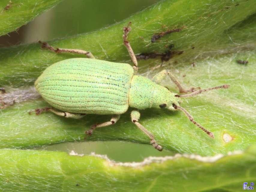 Phyllobius virideaeris - halványzöld levélormányos