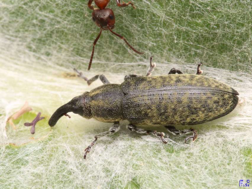Lixus cardui - bogáncsfúró dudvabarkó