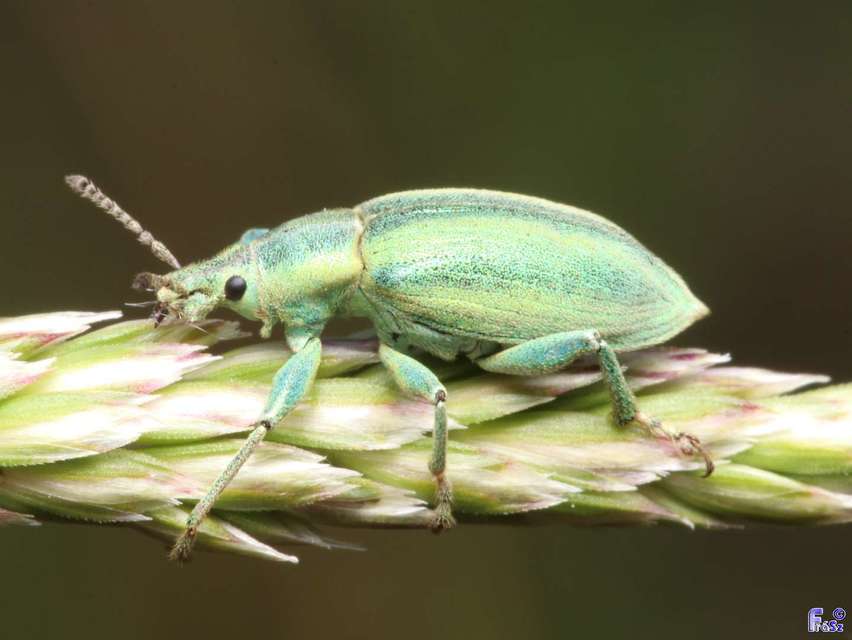 Chlorophanus excisus - kerektorú zöldormányos