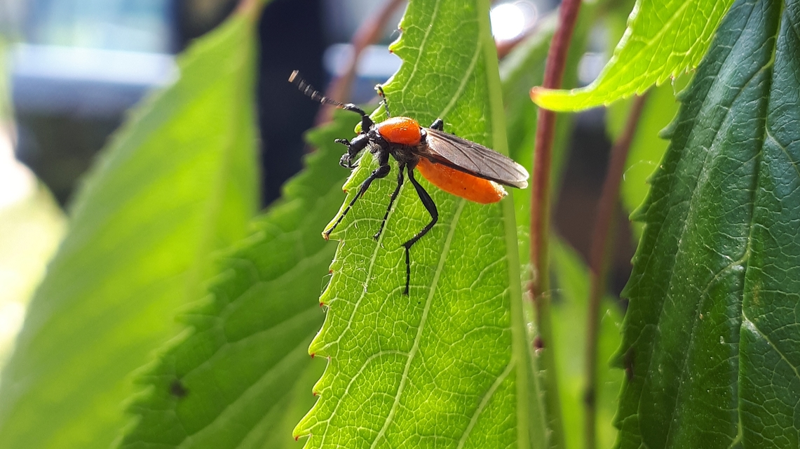 Bibio hortulanus - kerti bársonylégy
