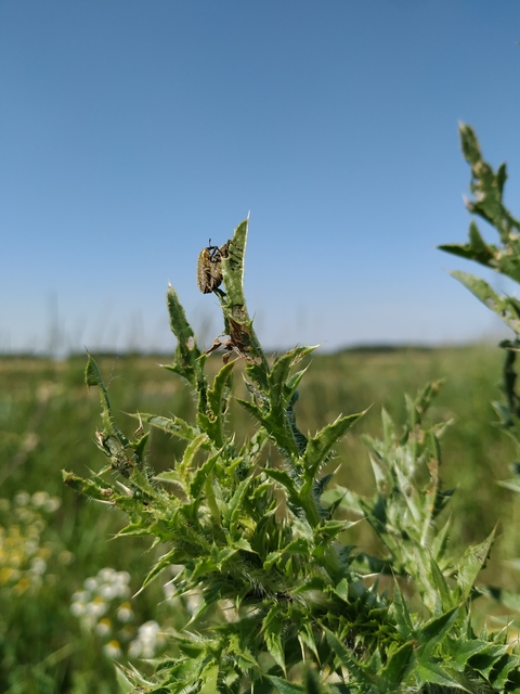 Lixus cardui/filiformis