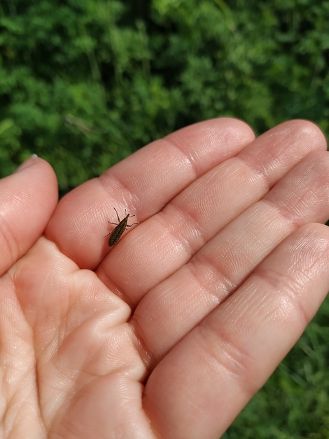 Lixus cardui/filiformis