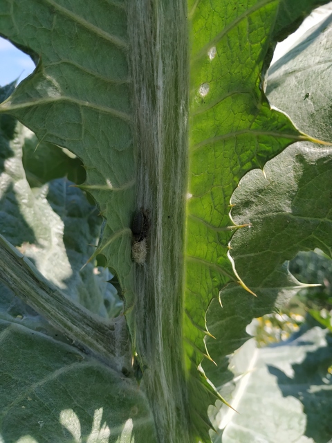 Lixus cardui/filiformis