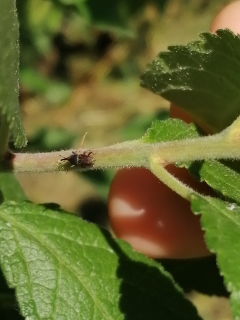 Sitophilus