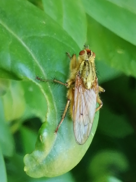 Scathophaga stercoraria - közönséges trágyalégy