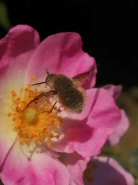 Bombylius