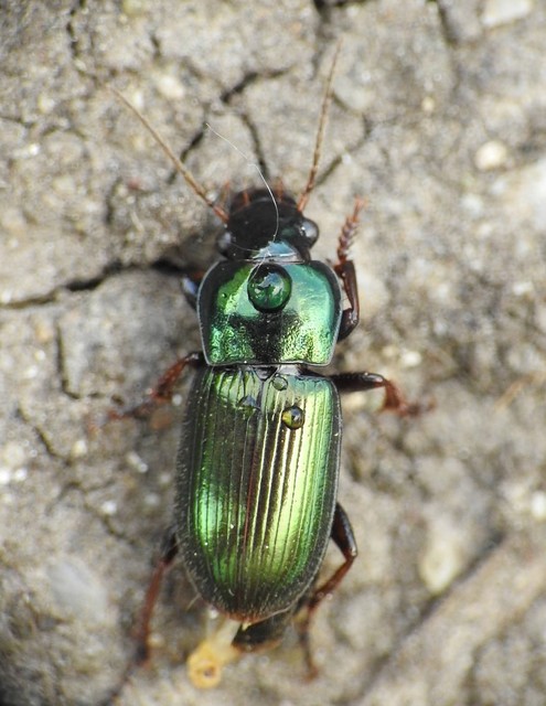 Harpalus affinis - szőrösszárnyú lomhafutó