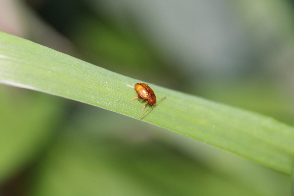 Neocrepidodera