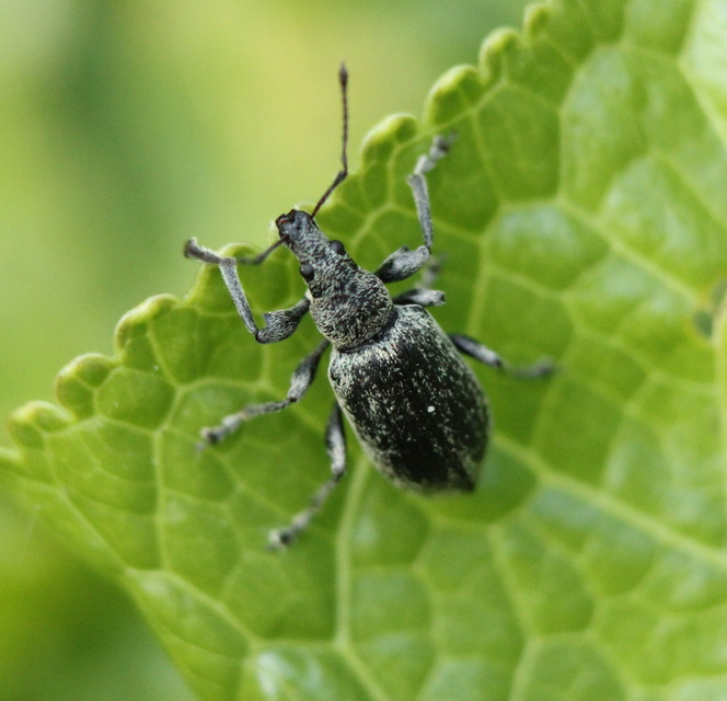 Phyllobius pomaceus - csalán-levélormányos