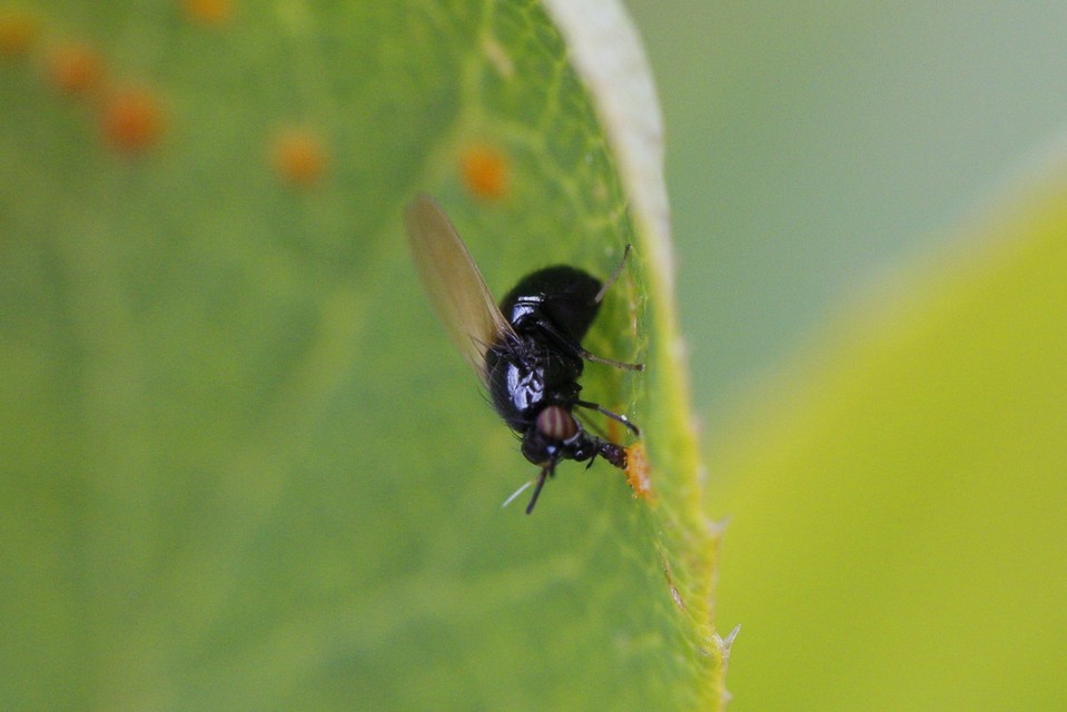 Lauxania minor