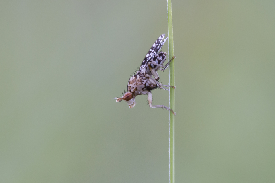 Trypetoptera punctulata - pirosszemű szarvaslégy