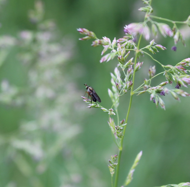Dolichopodidae - szúnyoglábú legyek