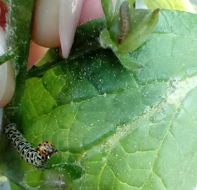 Shargacucullia gozmanyi/scrophulariae/verbasci