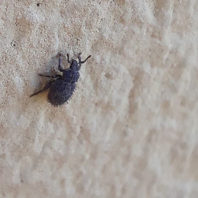 Trachyphloeus parallelus - pompás éjiormányos