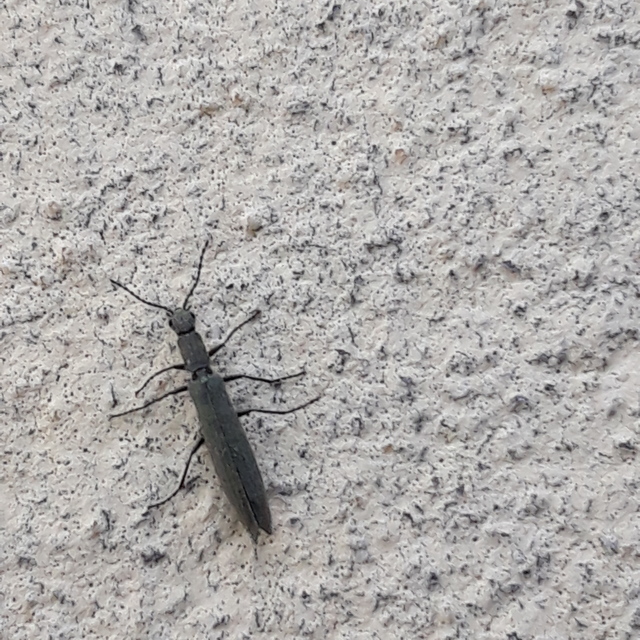 Dolichosoma lineare - ösztövér karimásbogár