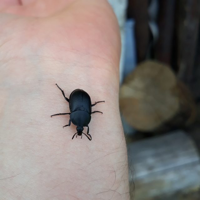 Ablattaria laevigata - sima csigarabló