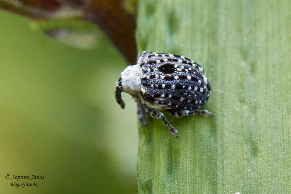 Cionus scrophulariae - görvélyfű-gömbormányos
