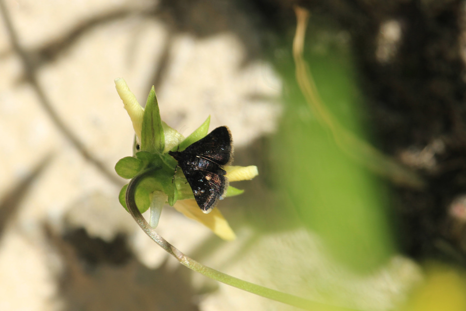 Heliothela wulfeniana - fényes kormosmoly