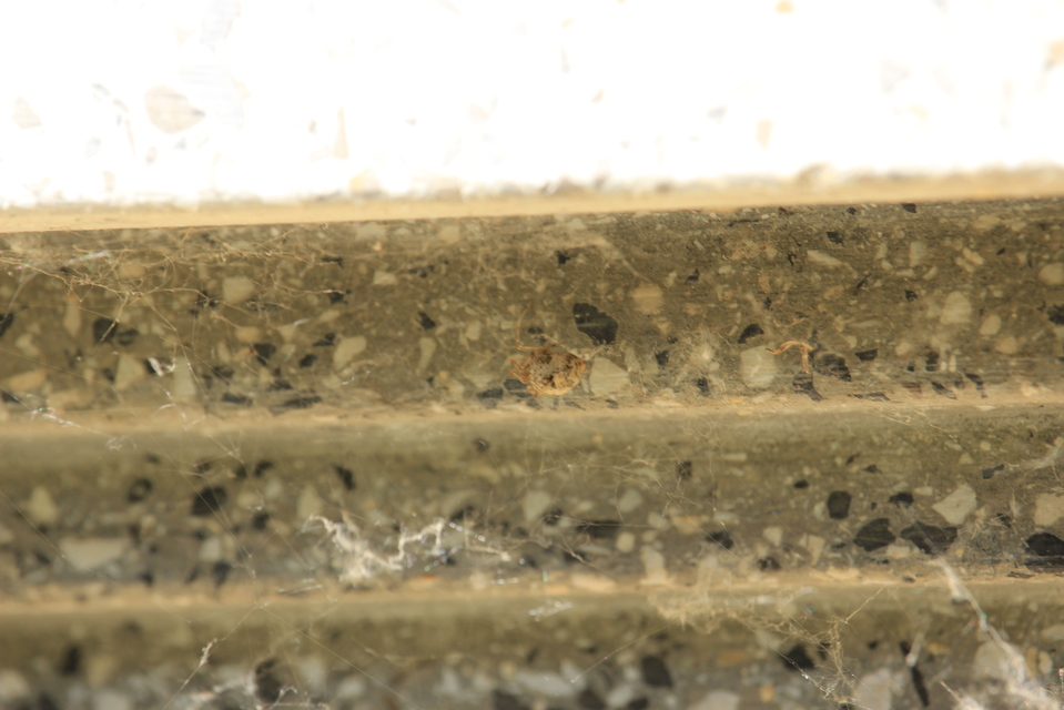 Parasteatoda
