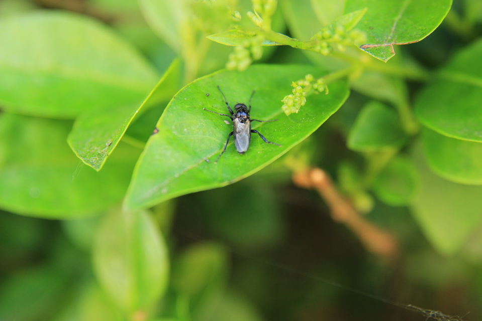 Bibionidae - bársonylegyek