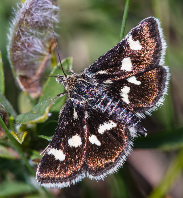 Eurrhypis pollinalis - galajszövő kormosmoly
