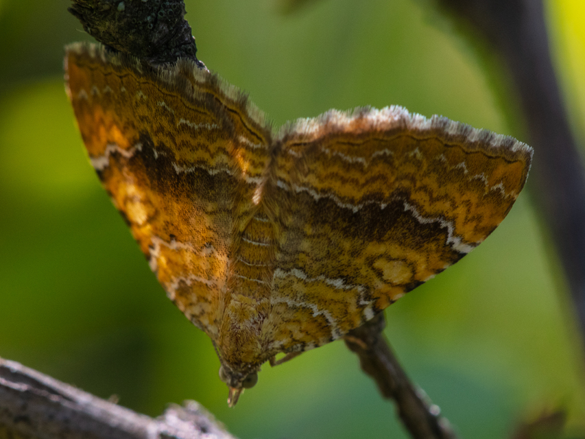 Camptogramma bilineata - kétvonalas sávosaraszoló