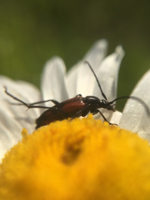 Stenurella bifasciata - kétöves karcsúcincér