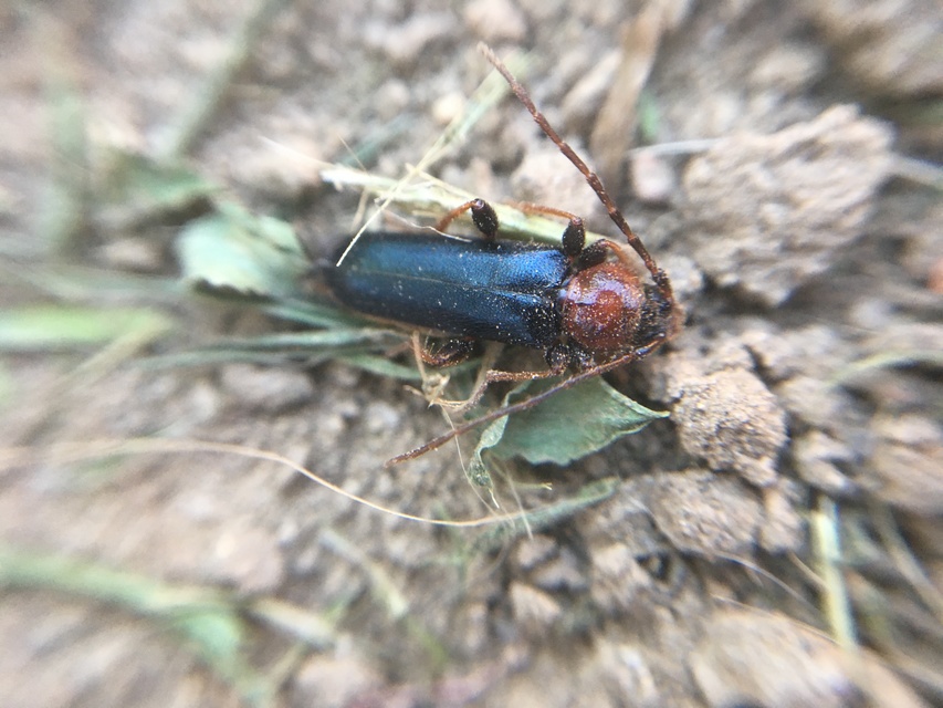 Phymatodes testaceus - változékony korongcincér