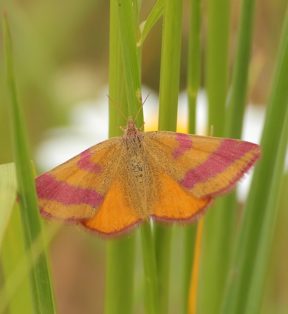 Lythria cruentaria - bíborcsíkos araszoló