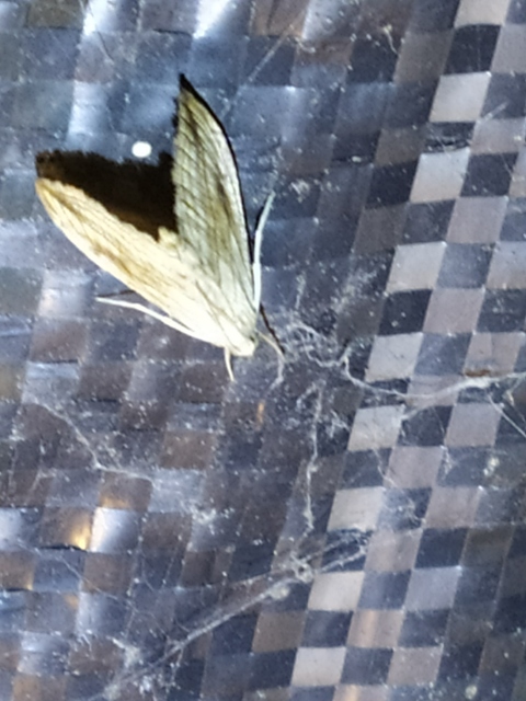 Evergestis forficalis - veteménymoly