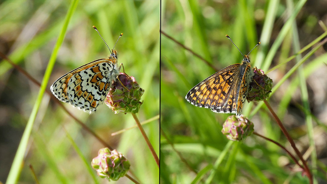 Melitaea cinxia - réti tarkalepke