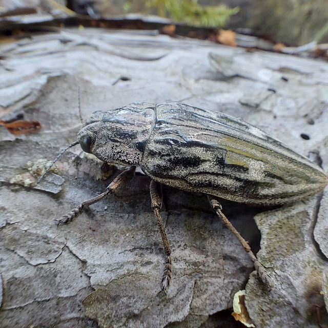 Chalcophora mariana - nagy fenyvesdíszbogár