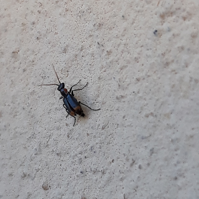 Axinotarsus