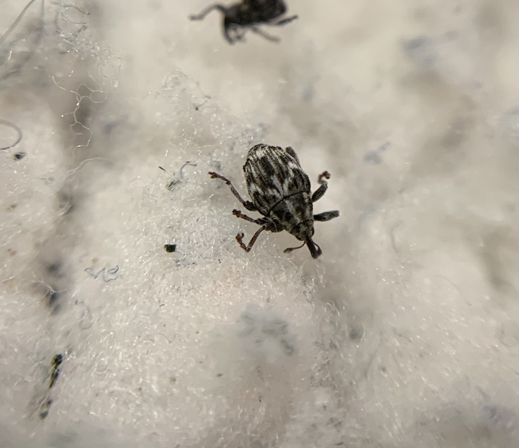 Microplontus triangulum - rajzos cickafarkormányos