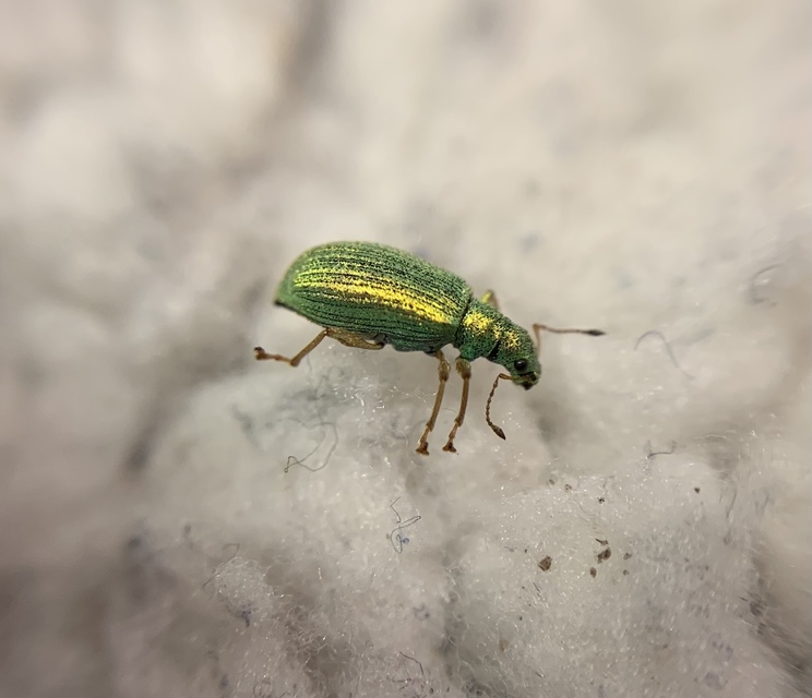 Polydrusus flavipes - feketeszőrű lombormányos