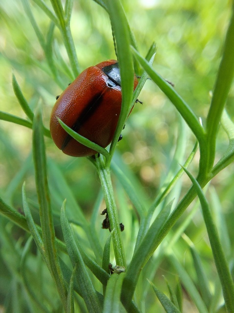 Entomoscelis dorsalis - hérics-honvédbogár