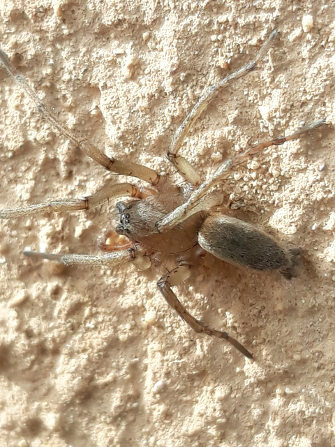 Drassodes/Drassodex