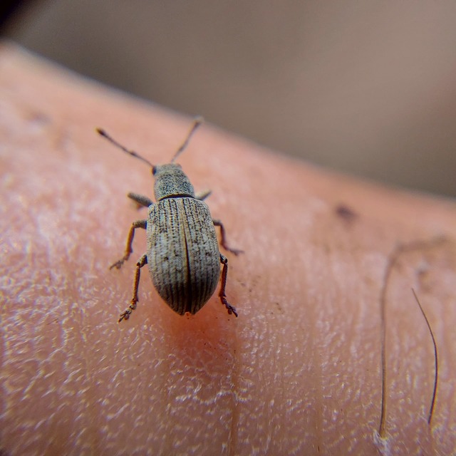 Polydrusus tibialis - gyepi lombormányos