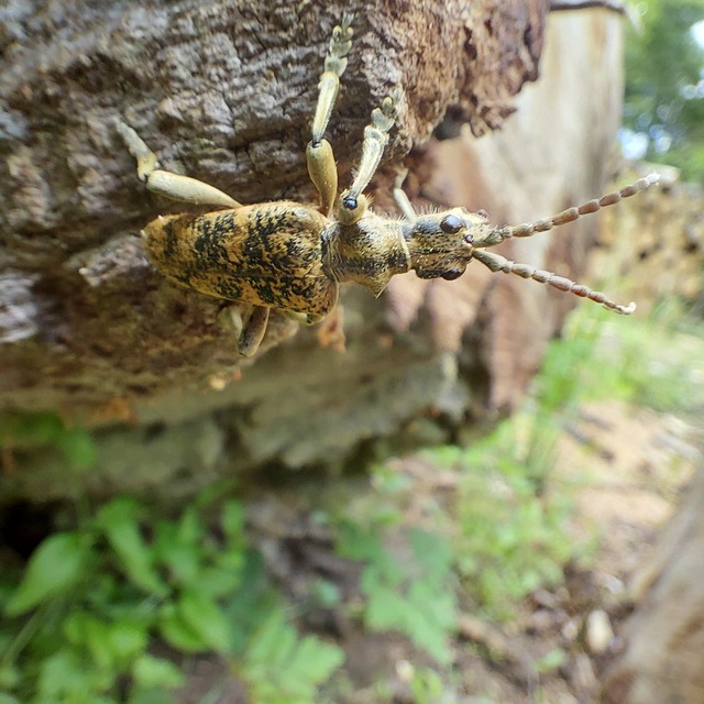 Rhagium sycophanta - tölgyes-tövisescincér