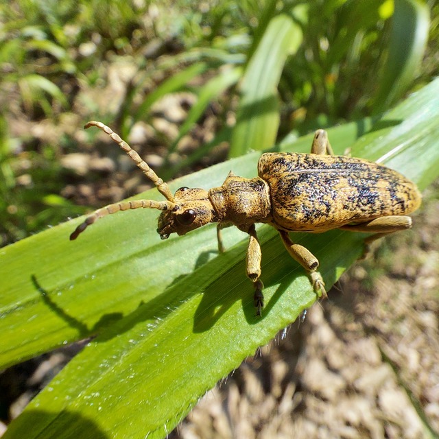 Rhagium sycophanta - tölgyes-tövisescincér