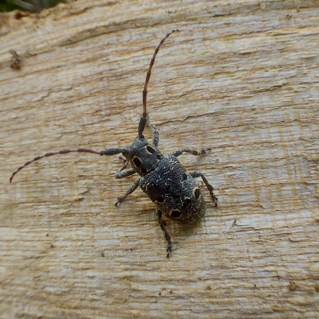 Mesosa curculionoides - szemfoltos cincér