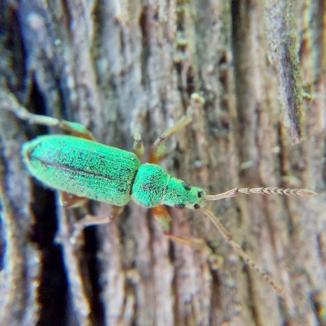 Phyllobius argentatus - ezüstös levélormányos