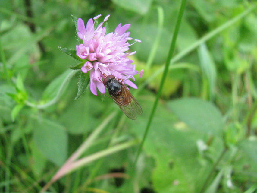 Rhingia rostrata - vörössárga csőröslégy
