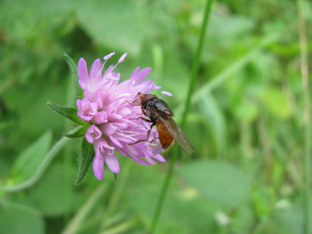 Rhingia rostrata - vörössárga csőröslégy