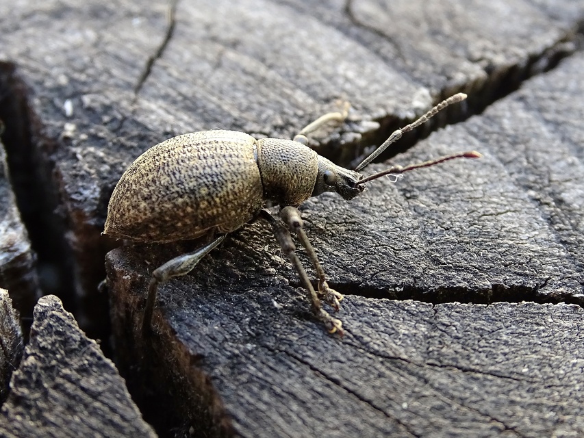 Otiorhynchus multipunctatus - sokpontos gyalogormányos