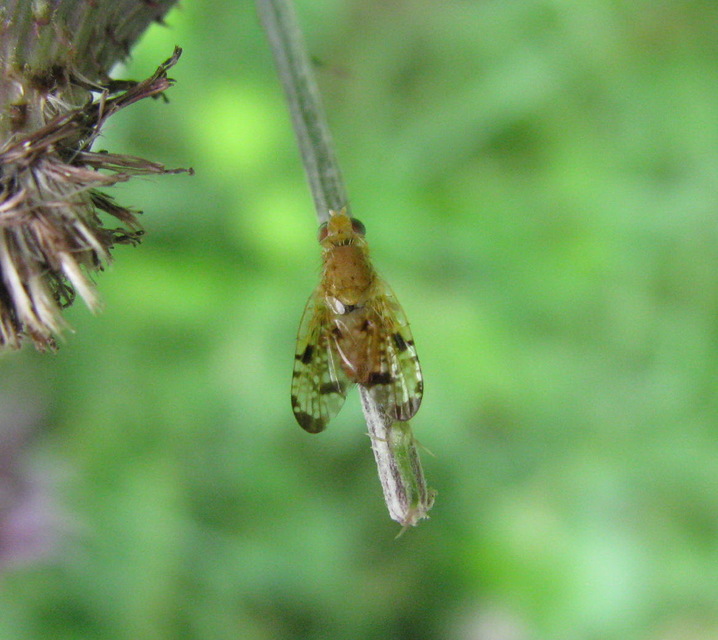 Xyphosia miliaria